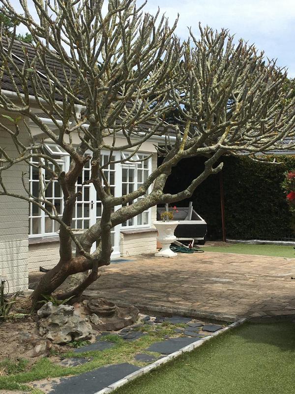 To Let 1 Bedroom Property for Rent in Constantia Western Cape